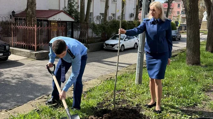 Працівники прокуратури Туапсе сажають саджанець дерева до 9 травня